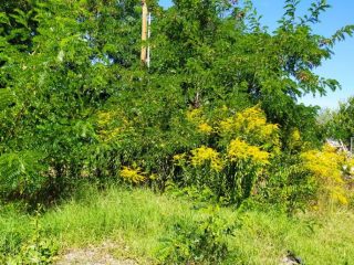 Kiadó 400 m²-estelek XVII. Kerület (Rákoscsaba Újtelep) , M0 közeli utca: 130'000 Ft