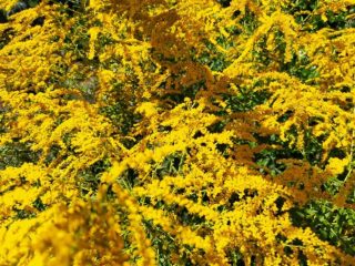 Kiadó 400 m²-estelek XVII. Kerület (Rákoscsaba Újtelep) , M0 közeli utca: 130'000 Ft