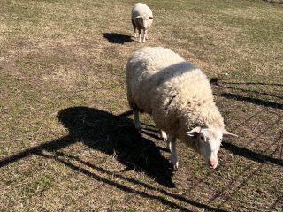 Kiadó 1010 m²-esmezőgazdasági ingatlan XVII. Kerület (Rákoscsaba Újtelep) , hidasnémeti utca környékén lévő utca: 100'000 Ft