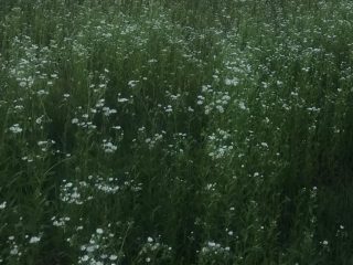 Kiadó 1010 m²-esmezőgazdasági ingatlan XVII. Kerület (Rákoscsaba Újtelep) , hidasnémeti utca környékén lévő utca: 100'000 Ft