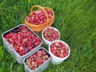 Kiadó 1000 m²-estelek XVII. Kerület (Rákoshegy) , Rákoshegy csendes mellékutcában található utca: 140'000 Ft