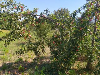 Kiadó 1000 m²-estelek XVII. Kerület (Rákoshegy) , Rákoshegy csendes mellékutcában található utca: 140'000 Ft