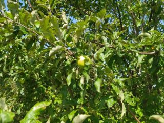 Kiadó 1000 m²-estelek XVII. Kerület (Rákoshegy) , Rákoshegy csendes mellékutcában található utca: 140'000 Ft