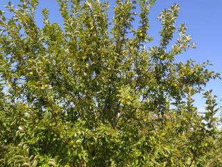 Kiadó 1000 m²-estelek XVII. Kerület (Rákoshegy) , Rákoshegy csendes mellékutcában található utca: 140'000 Ft