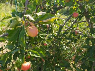 Kiadó 1000 m²-estelek XVII. Kerület (Rákoshegy) , Rákoshegy csendes mellékutcában található utca: 140'000 Ft