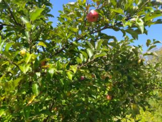 Kiadó 1000 m²-estelek XVII. Kerület (Rákoshegy) , Rákoshegy csendes mellékutcában található utca: 140'000 Ft