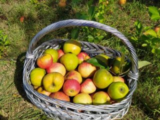 Kiadó 1000 m²-estelek XVII. Kerület (Rákoshegy) , Rákoshegy csendes mellékutcában található utca: 140'000 Ft