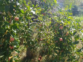 Kiadó 1000 m²-estelek XVII. Kerület (Rákoshegy) , Rákoshegy csendes mellékutcában található utca: 140'000 Ft