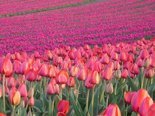 Kiadó 1000 m²-esmezőgazdasági ingatlan XVII. Kerület (Rákoshegy) , Reptér közeli völgy: 110'000 Ft