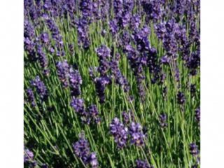 Kiadó 1000 m²-esmezőgazdasági ingatlan XVII. Kerület (Rákoshegy) , Reptér közeli völgy: 110'000 Ft