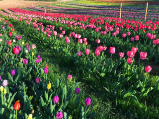 Kiadó 1000 m²-esmezőgazdasági ingatlan XVII. Kerület (Rákoshegy) , Reptér közeli völgy: 110'000 Ft