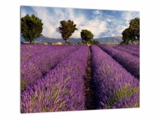 Kiadó 1000 m²-esmezőgazdasági ingatlan XVII. Kerület (Rákoshegy) , Reptér közeli völgy: 110'000 Ft