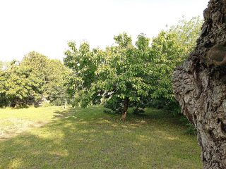 Eladó 4450 m²-estelek XVII. Kerület (Rákoshegy) , Rózsahegy utca: 135'000'000 Ft