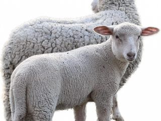 Eladó 855 m²-estelek XVII. Kerület (Rákoskeresztúr) , Pesti úti lkp közeli zártkerti utca: 9'800'000 Ft