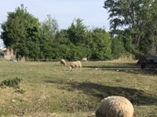 Eladó 855 m²-estelek XVII. Kerület (Rákoskeresztúr) , Pesti úti lkp közeli zártkerti utca: 9'800'000 Ft