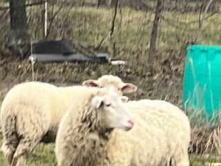 Eladó 855 m²-estelek XVII. Kerület (Rákoskeresztúr) , Pesti úti lkp közeli zártkerti utca: 9'800'000 Ft