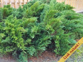 Eladó 100 m²-esikerház XX. Kerület (Kossuthfalva) , Klapka utca: 85'000'000 Ft