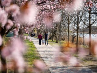 Eladó 47 m²-estársasházi lakás XX. Kerület (Mediterrán lakópark) , Téglagyártó utca: 84'000'000 Ft