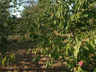 Eladó 662 m²-estelek XXIII. Kerület (Soroksár) , Bolgárföld dülő utca: 25'200'000 Ft