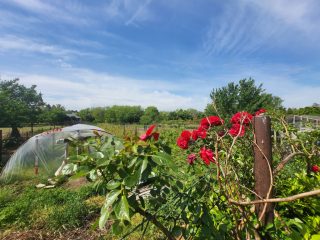 Eladó 100 m²-esházrész Csömör, Csömör: 74'900'000 Ft