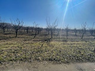 Eladó 30000 m²-esmezőgazdasági ingatlan Dabas, Városközpont közeli utca: 195'000'000 Ft