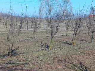 Eladó 30000 m²-esmezőgazdasági ingatlan Dabas, Városközpont közeli utca: 195'000'000 Ft