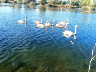 Eladó 145 m²-esegyéb vendéglátó egység Délegyháza (Délegyháza) , Bányász sor: 164'900'000 Ft