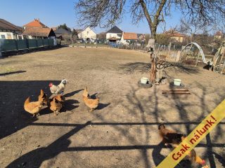 Eladó 90 m²-escsaládi ház Domony, Tavasz utca: 63'000'000 Ft