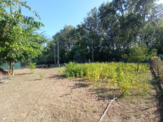 Eladó 768 m²-estelek Dunaharaszti, AVAR utca: 16'000'000 Ft