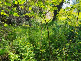 Eladó 1143 m²-estelek Dunakeszi, Kenu köz: 105'000'000 Ft