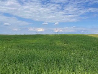 Eladó 28770 m²-esmezőgazdasági ingatlan Fót, Fót- Kisalag: 24'900'000 Ft