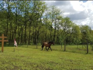 Eladó 10069 m²-estelek Fót, Őzike utca: 95'000'000 Ft