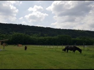 Eladó 10069 m²-estelek Fót, Őzike utca: 95'000'000 Ft