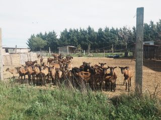 Eladó 4521 m²-estelek Gárdony, Géza fejedelem utca: 39'900'000 Ft