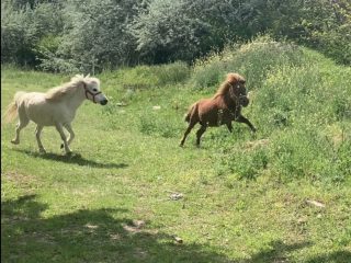 Eladó 4521 m²-estelek Gárdony, Géza fejedelem utca: 39'900'000 Ft