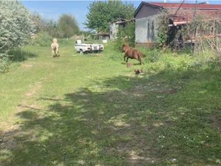 Eladó 4521 m²-estelek Gárdony, Géza fejedelem utca: 39'900'000 Ft