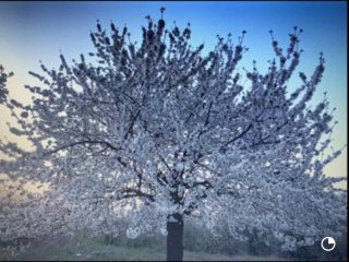 Eladó 4521 m²-estelek Gárdony, Géza fejedelem utca: 39'900'000 Ft