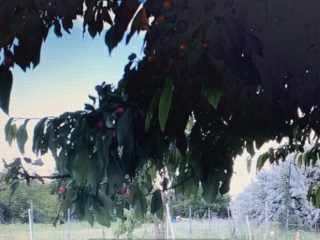 Eladó 4521 m²-estelek Gárdony, Géza fejedelem utca: 39'900'000 Ft