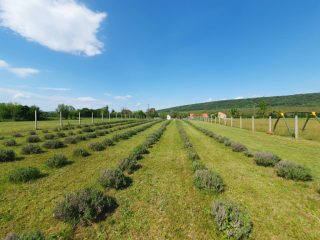 Eladó 77 m²-escsaládi ház Gödöllő, Peres, csendes, aszfaltozott utca: 96'000'000 Ft