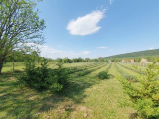Eladó 77 m²-escsaládi ház Gödöllő, Peres, csendes, aszfaltozott utca: 96'000'000 Ft