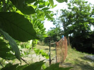 Eladó 60 m²-escsaládi ház Helesfa, Fő utca: 10'800'000 Ft