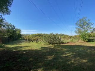 Eladó 11000 m²-esmezőgazdasági ingatlan Kakucs, Világos Tanya,  Kakucstól 1,5 km: 65'000'000 Ft