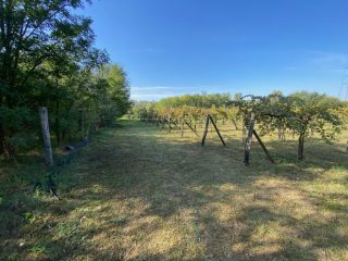 Eladó 11000 m²-esmezőgazdasági ingatlan Kakucs, Világos Tanya,  Kakucstól 1,5 km: 65'000'000 Ft