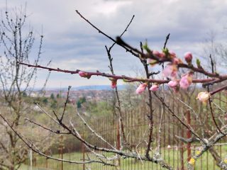Eladó 24 m²-esüdülő Kerepes, Felsősor utca: 14'900'000 Ft