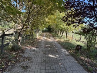 Eladó 45000 m²-esmezőgazdasági ingatlan Kiskunlacháza, Dunai út: 63'000'000 Ft