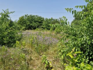 Eladó 1439 m²-estelek Mogyoród, Pacsirta utca: 18'000'000 Ft