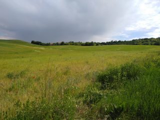 Eladó 5988 m²-esmezőgazdasági ingatlan Mogyoród, külterület: 43'000'000 Ft