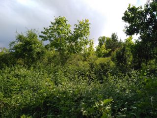 Eladó 5988 m²-esmezőgazdasági ingatlan Mogyoród, külterület: 43'000'000 Ft