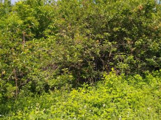 Eladó 5988 m²-esmezőgazdasági ingatlan Mogyoród, külterület: 43'000'000 Ft