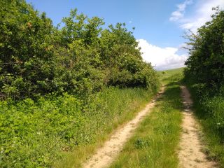 Eladó 5988 m²-esmezőgazdasági ingatlan Mogyoród, külterület: 43'000'000 Ft